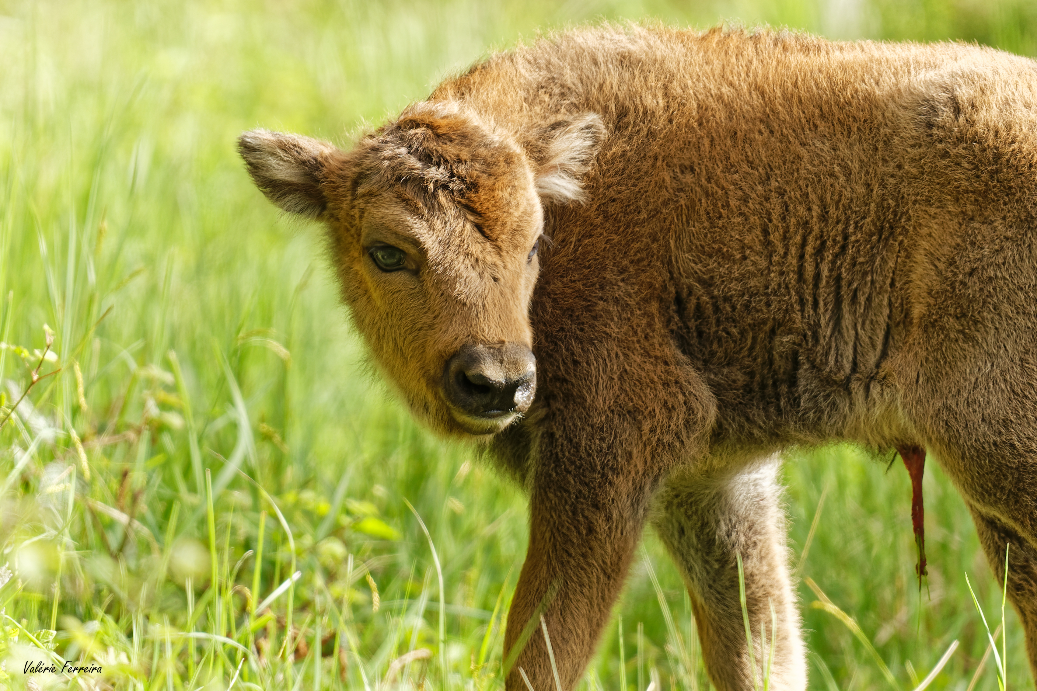 Nouvelle naissance pour les bisons de la forêt de Suchy